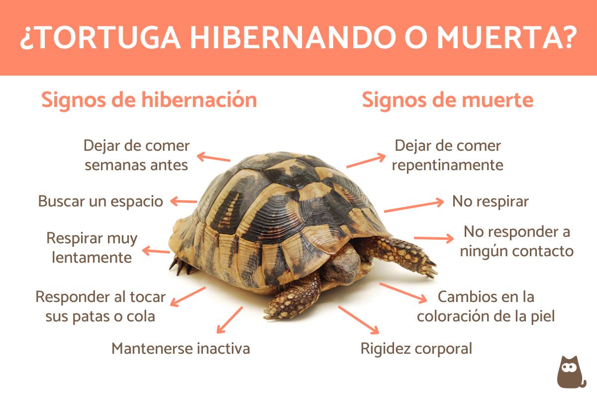 como identificar si una tortuga esta hibernando o muerta