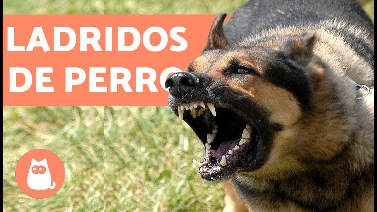 como ladran los perros