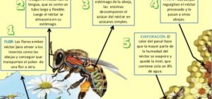 como las abejas elaboran miel