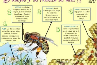 como las abejas elaboran miel