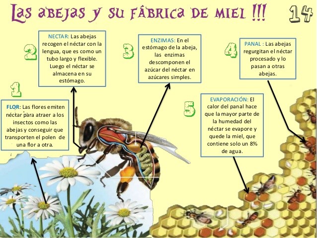 como las abejas elaboran miel