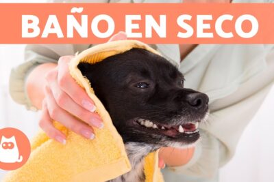 como limpiar a un perro sin banarlo