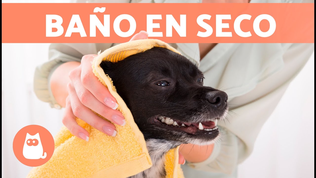 como limpiar a un perro sin banarlo