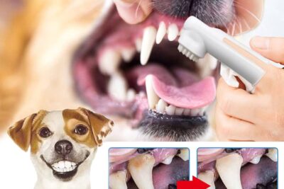 como limpiar los dientes de un perro con un cepillo y pasta dental