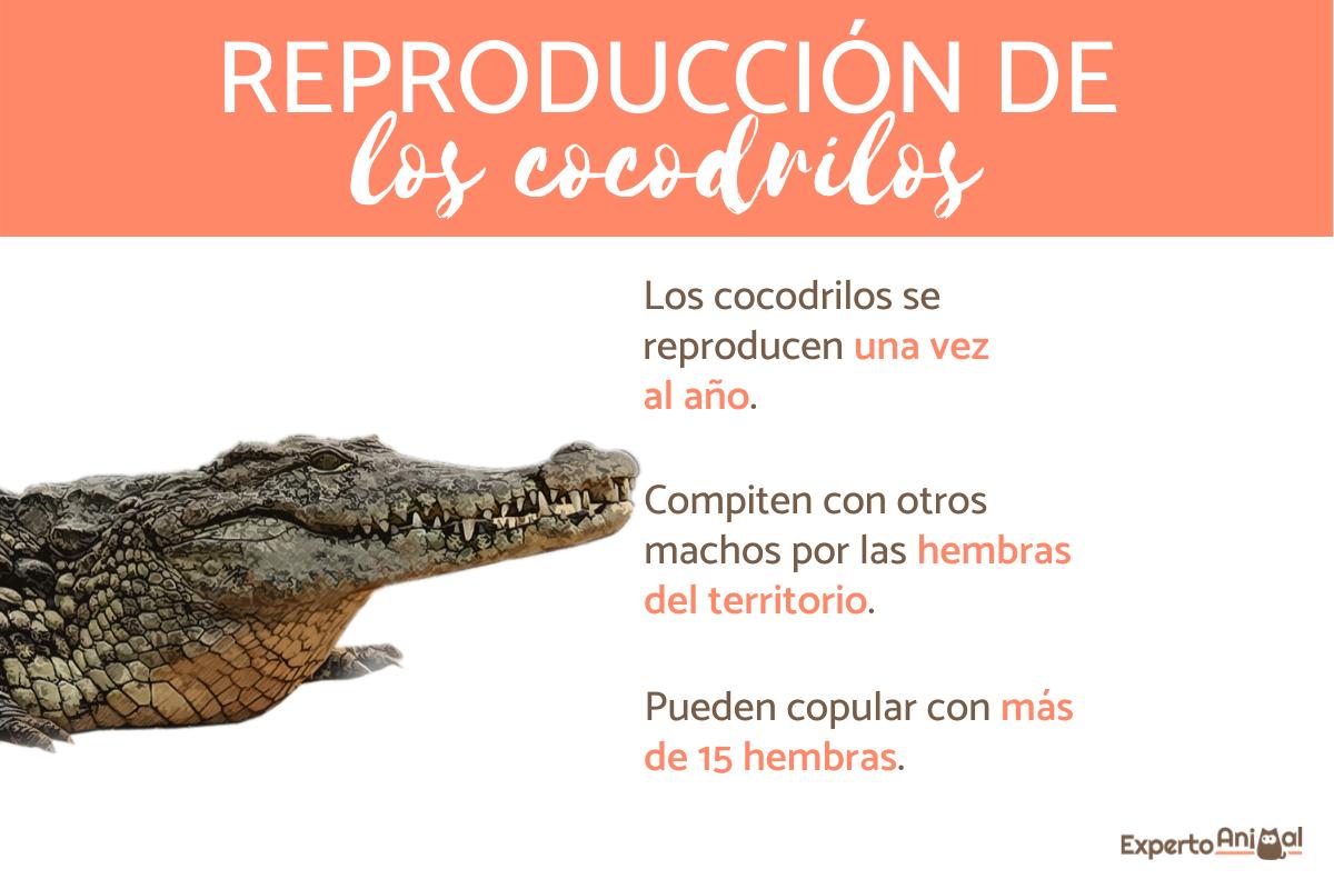 como los cocodrilos reproducen