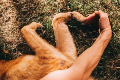 como los perros demuestran su carino