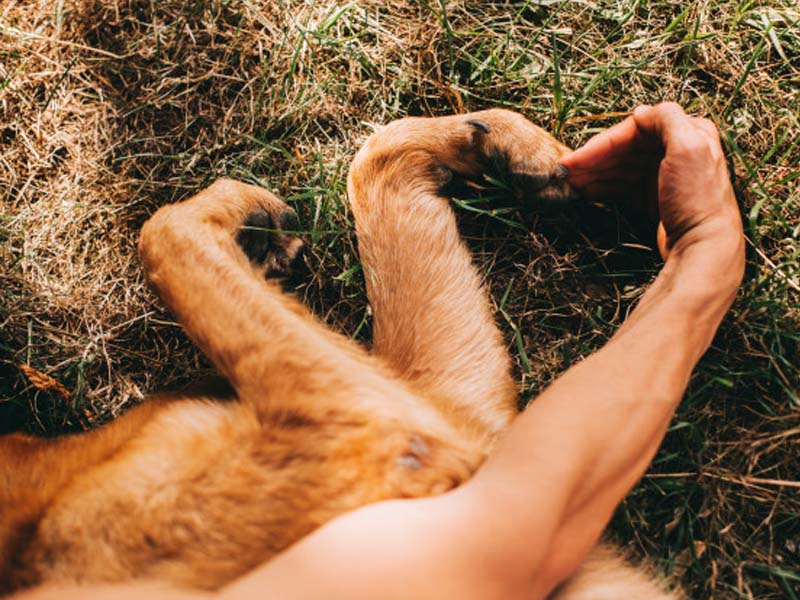 como los perros demuestran su carino