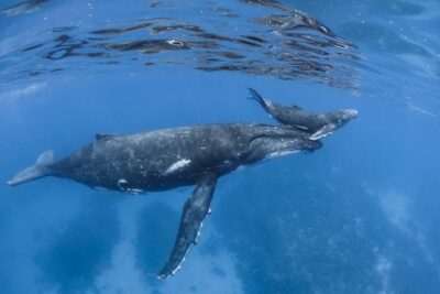 como nacen las ballenas el proceso de nacimiento de una ballena