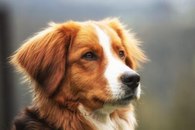 como piensan los perros un estudio sobre la percepcion y el comportamiento de los perros