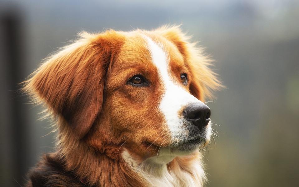 como piensan los perros un estudio sobre la percepcion y el comportamiento de los perros