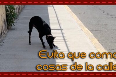 como prevenir que el perro coma en la calle