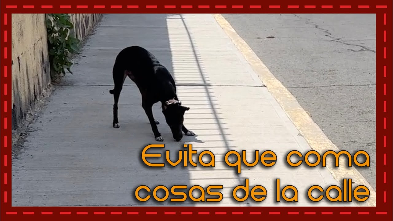 como prevenir que el perro coma en la calle