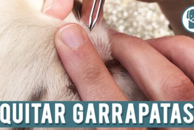 como quitar una garrapata de un perro