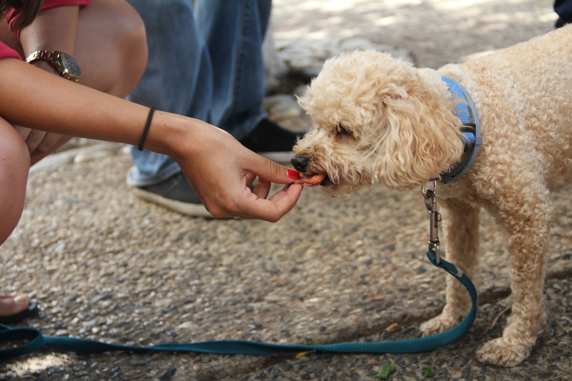 como regar a un perro con refuerzo positivo