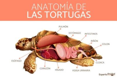 como respiran las tortugas un estudio de la respiracion en tortugas marinas y terrestres