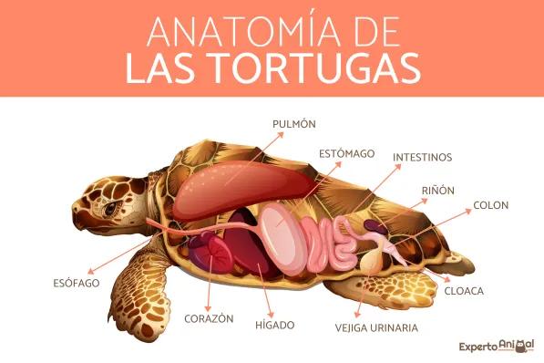 como respiran las tortugas un estudio de la respiracion en tortugas marinas y terrestres