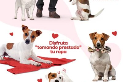 como saber si tu perro te quiere