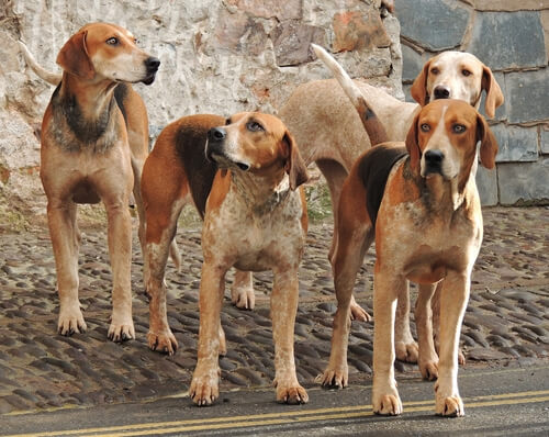 como se le llama a un grupo de perros