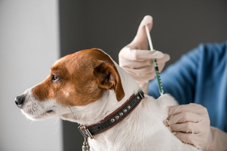 como se realizan las inyecciones a un perro