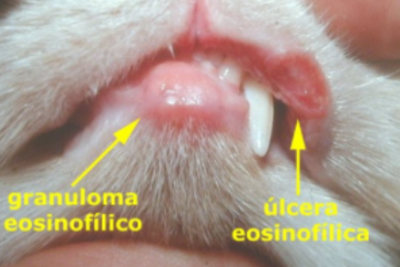 complejo granuloma eosinofilico felino