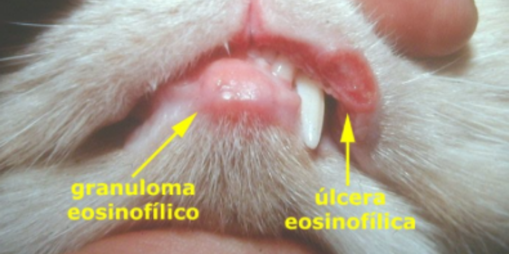 complejo granuloma eosinofilico felino