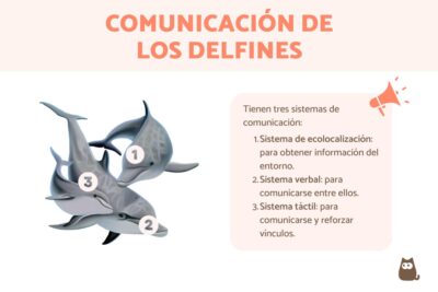 comunicacion entre delfines a traves de ecolocalizacion verbal y tactil