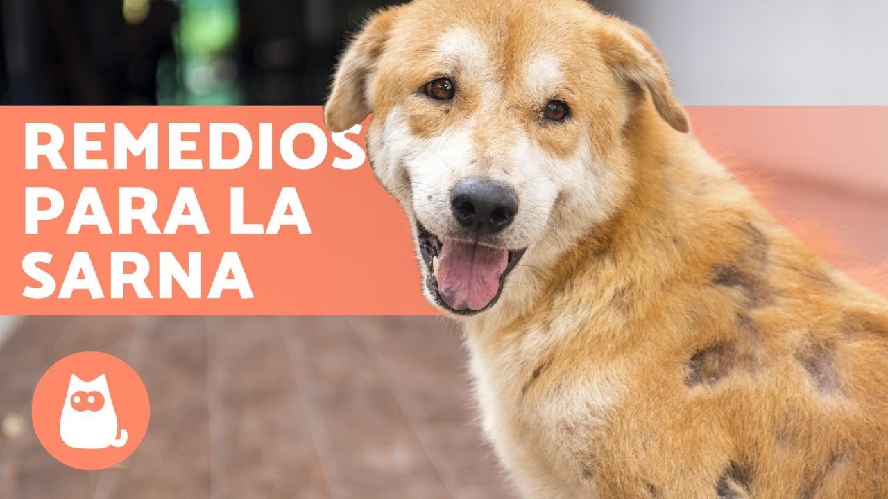 con que se quita la sarna a los perros