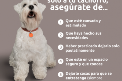 consejos para evitar que tu perro ladre