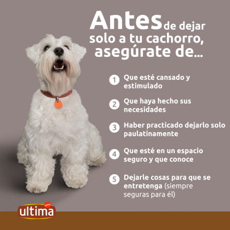 consejos para evitar que tu perro ladre