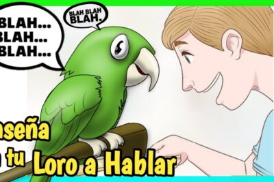 consejos para hablar a tu loro