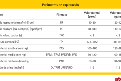 constantes vitales de un perro