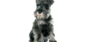 cortes de pelo para un schnauzer mediano