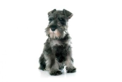 cortes de pelo para un schnauzer mediano