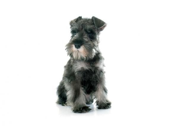 cortes de pelo para un schnauzer mediano