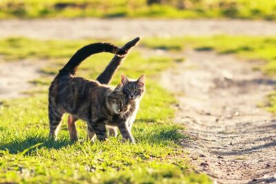 crianza de gatos en celo