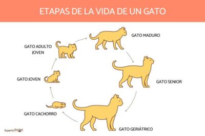 cuando un gato es adulto etapas del crecimiento y madurez