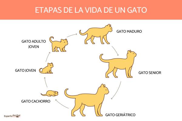 cuando un gato es adulto etapas del crecimiento y madurez