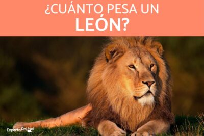 cuanto pesa un leon