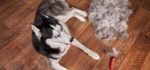 cuidado del pelo del husky siberiano