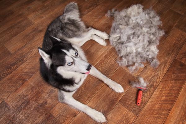 cuidado del pelo del husky siberiano