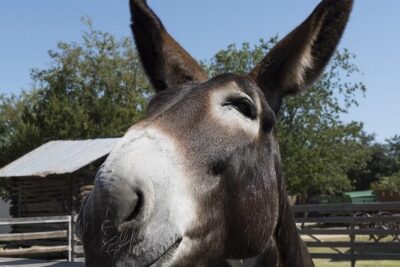 cuidados basicos de un burro