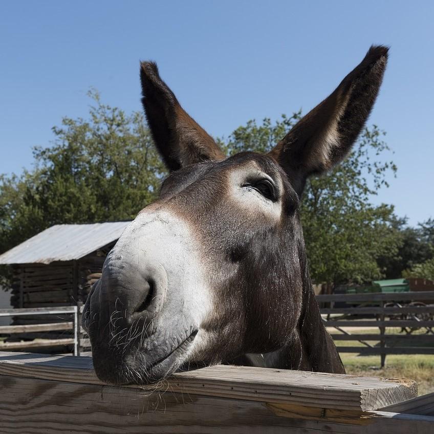 cuidados basicos de un burro