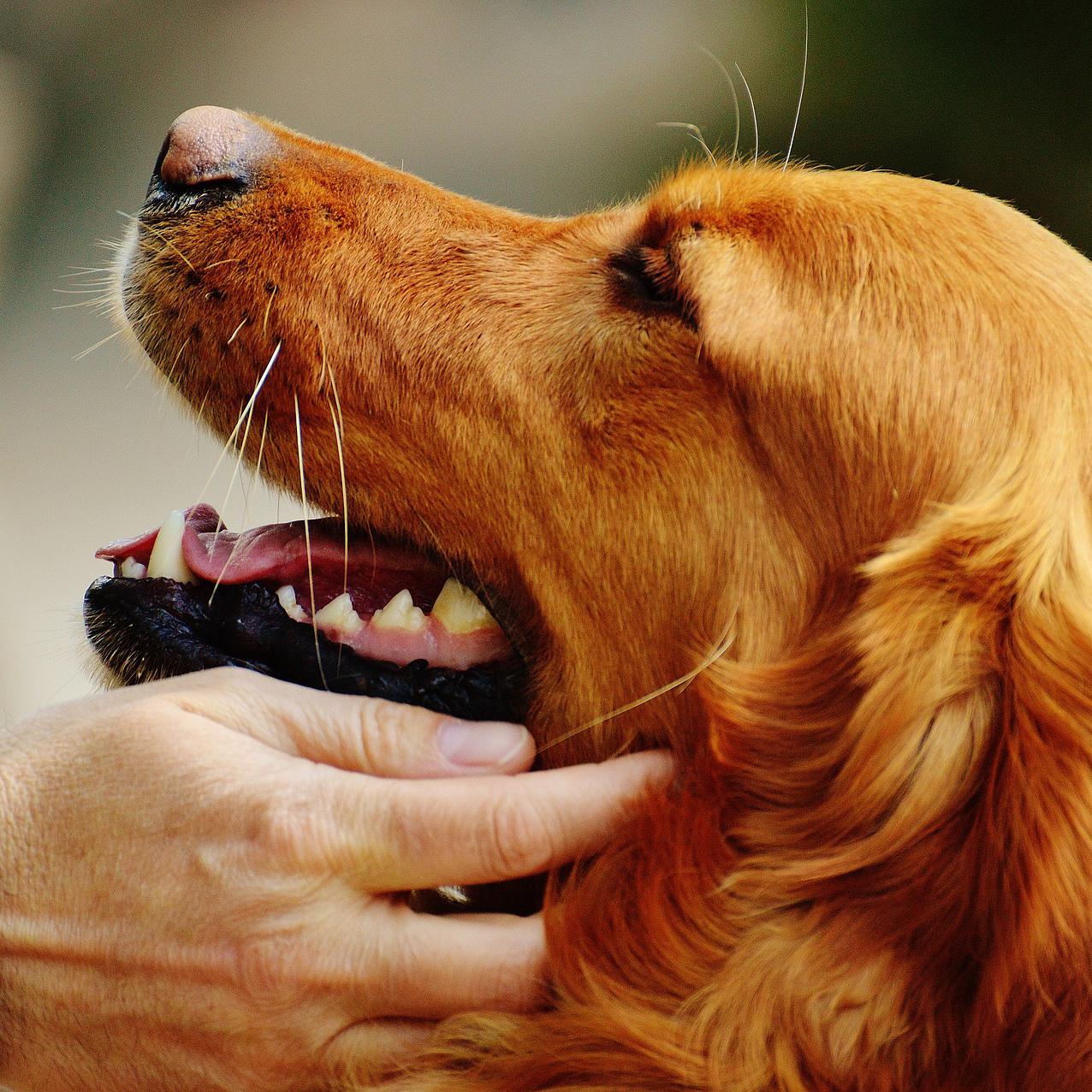 cuidados basicos del golden retriever