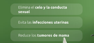 cuidados de cuidado para una gata esterilizada