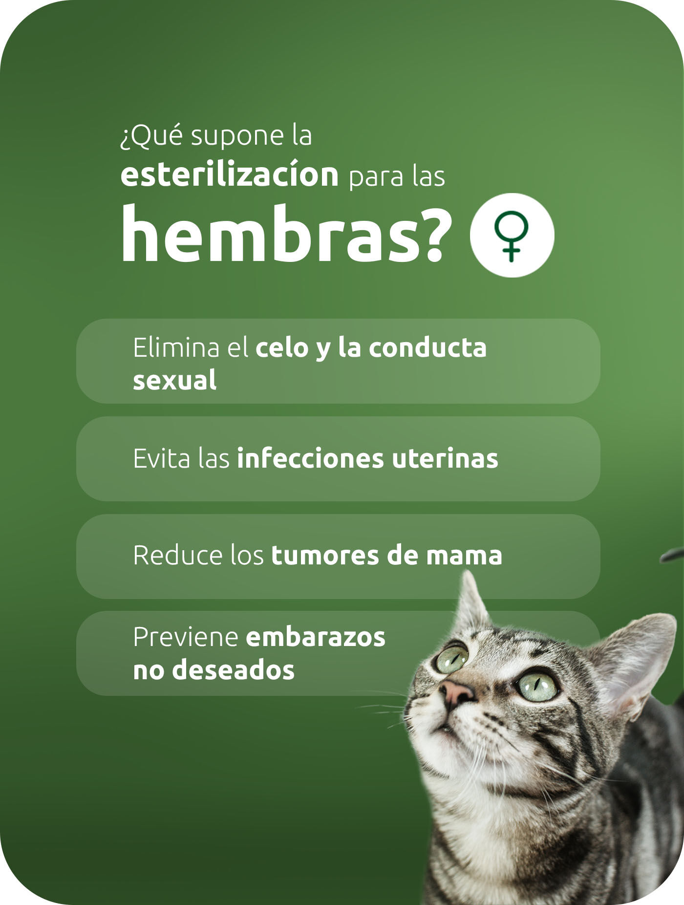 cuidados de cuidado para una gata esterilizada