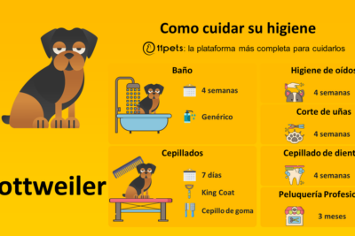 cuidados de un perro rottweiler higiene y bienestar