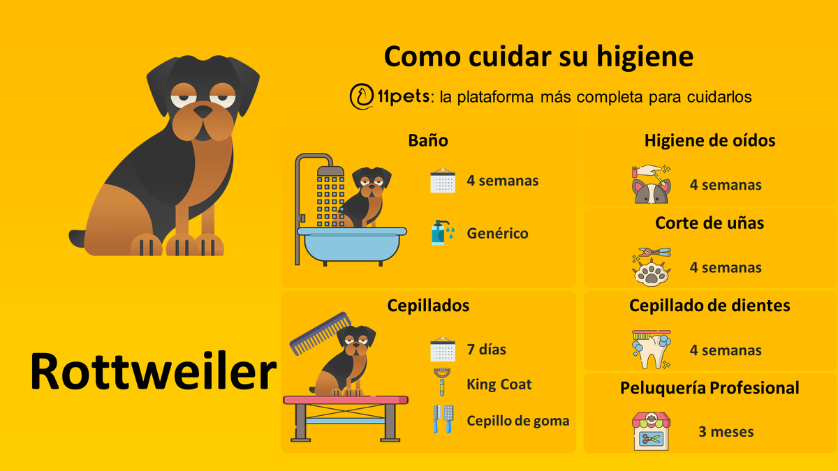 cuidados de un perro rottweiler higiene y bienestar