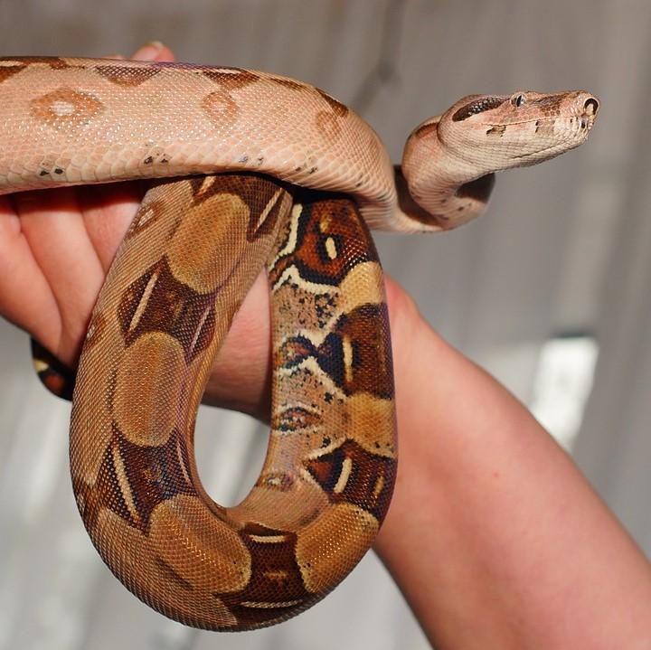 cuidados de una boa constrictor