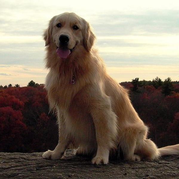 cuidados del pelo del golden retriever