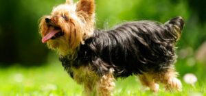 cuidados del yorkshire terrier